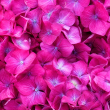 Hydrangea macrophylla 'Wee Bit Giddy'