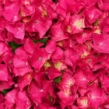 Hydrangea macrophylla 'Wee Bit Grumpy'