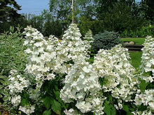 Hydrangea paniculata 'Passionate'