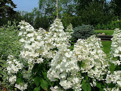 Hydrangea paniculata 'Passionate'