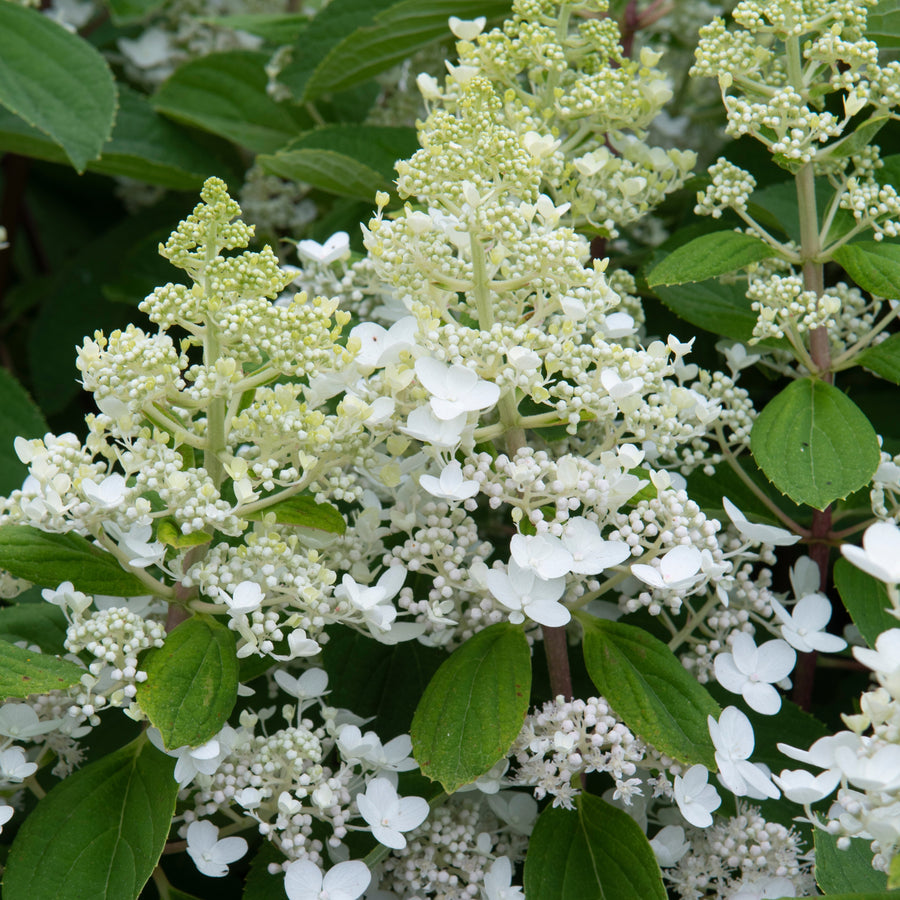 Hydrangea paniculata 'Baby Lace'