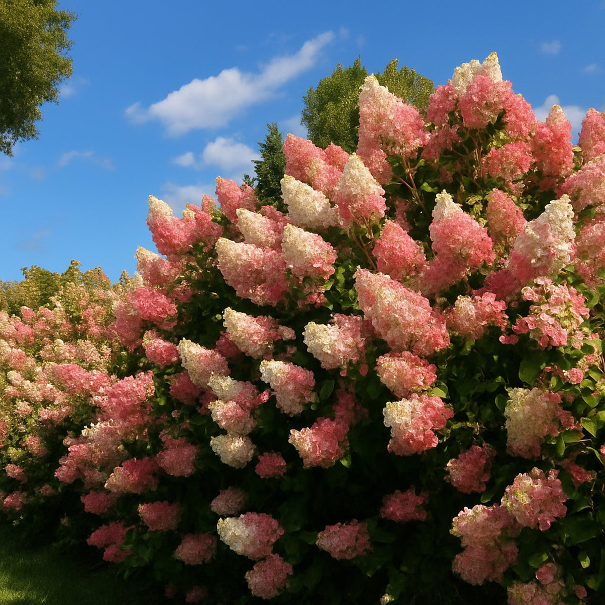 Hydrangea paniculata 'Berry White'