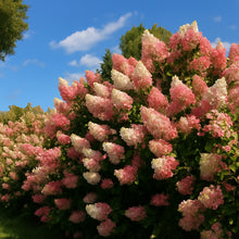 Hydrangea paniculata 'Berry White'