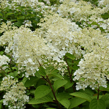 Hydrangea paniculata 'Bobo'®