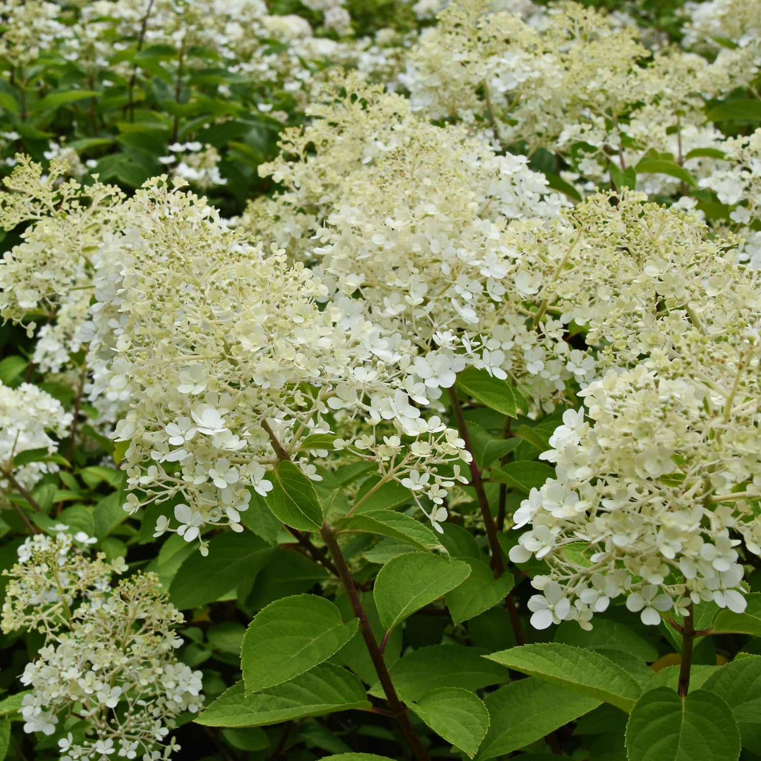 Hydrangea paniculata 'Bobo'®