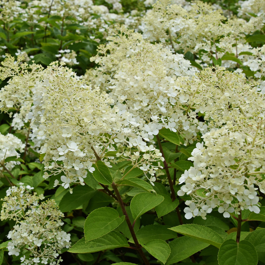 Hydrangea paniculata 'Bobo'®