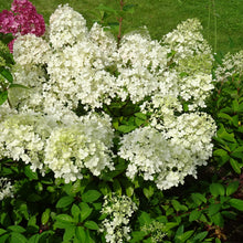 Hydrangea paniculata 'Bombshell'