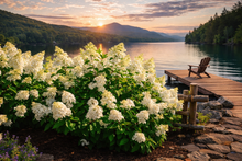 Hydrangea paniculata 'Bouncy'