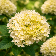 Hydrangea paniculata 'Bubble Bath'