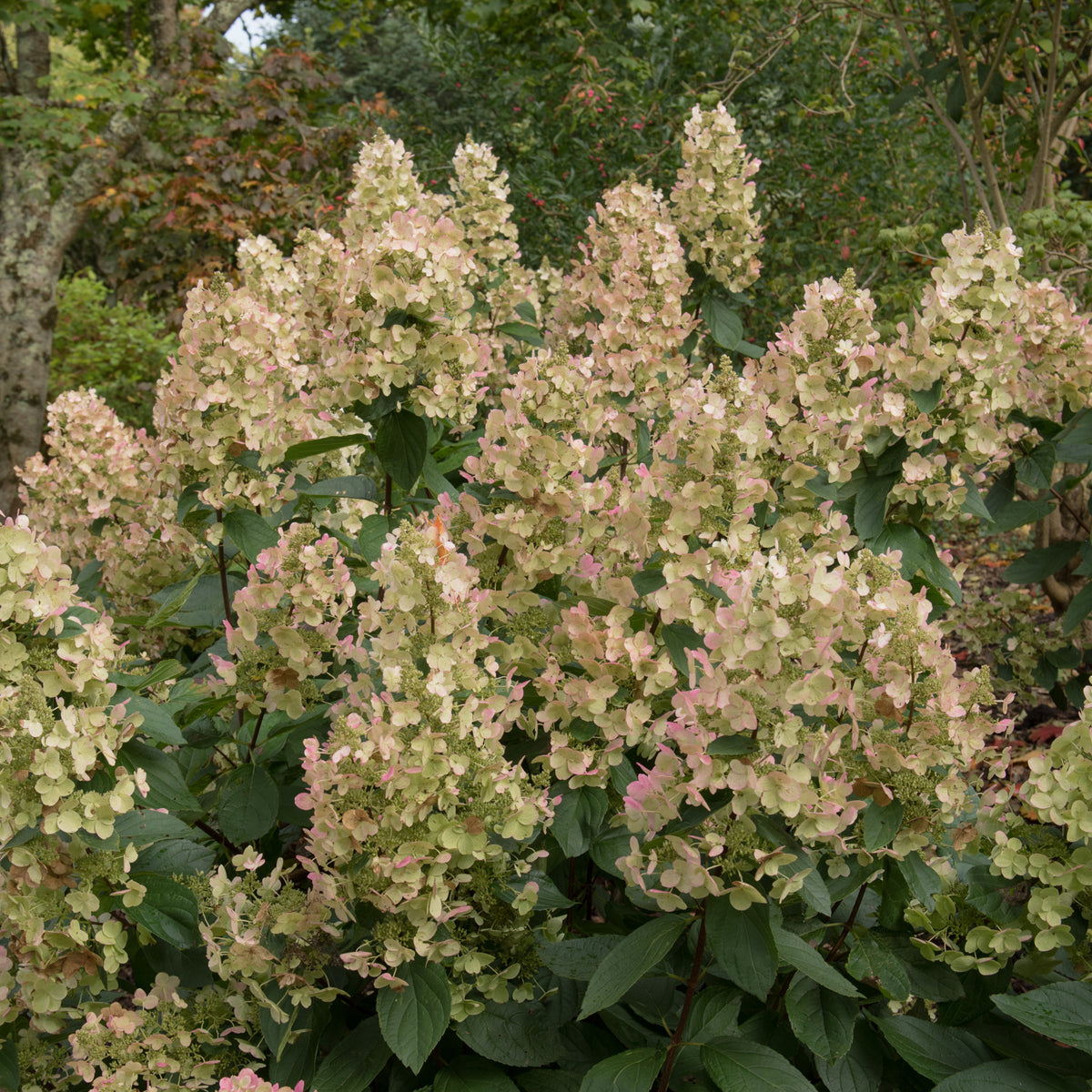 Hydrangea paniculata 'Burgundy Lace'