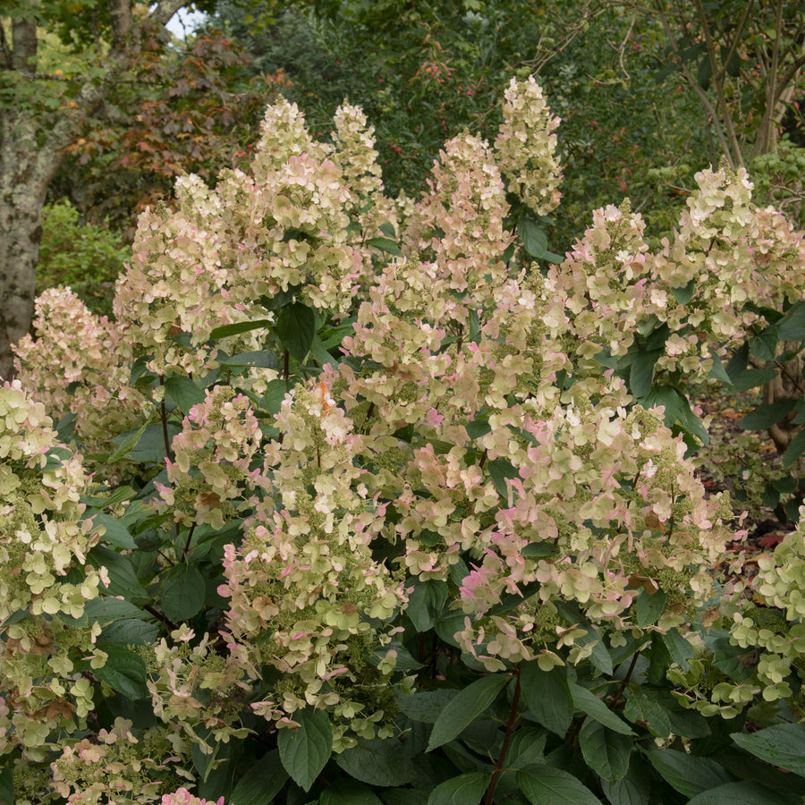 Hydrangea paniculata 'Burgundy Lace'