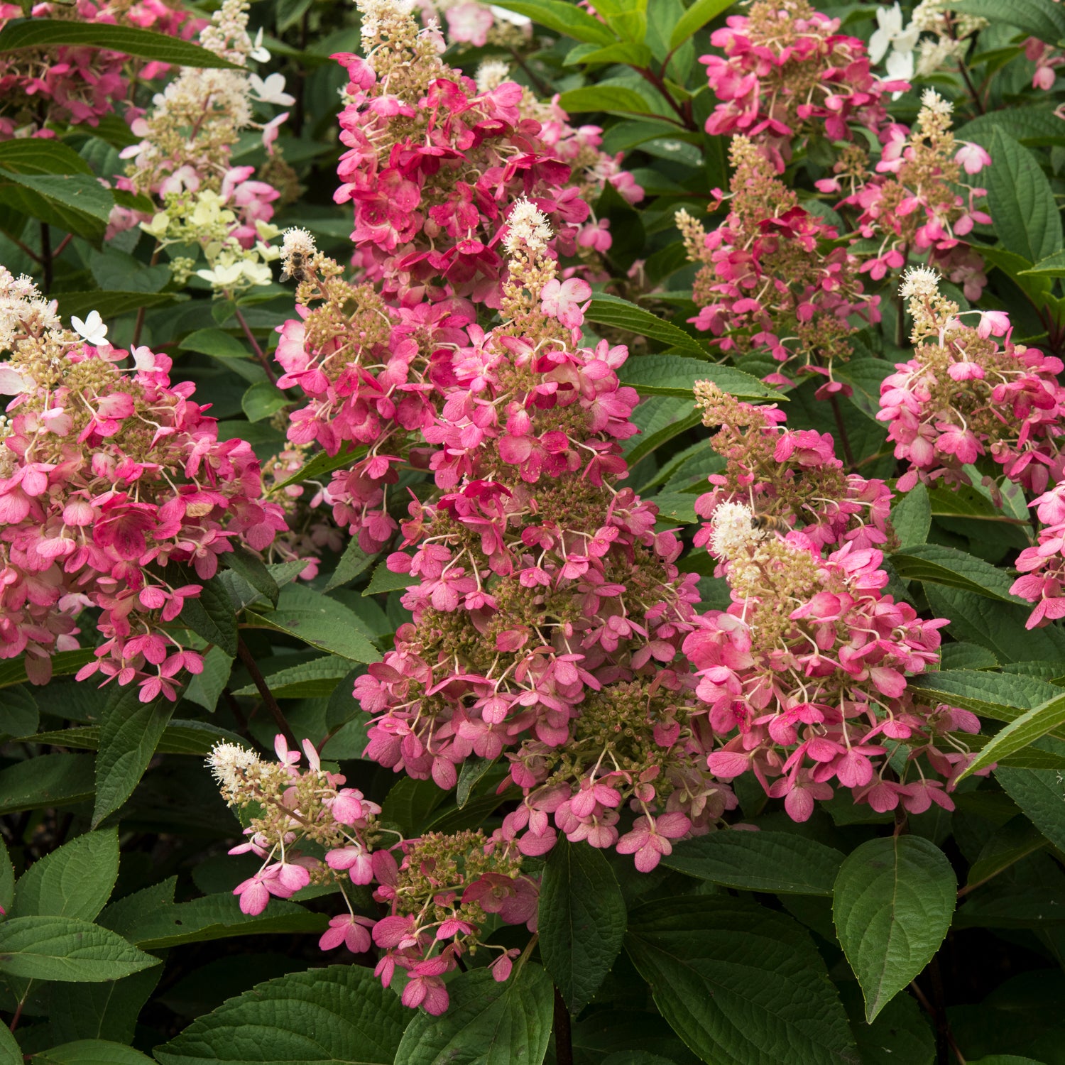 Hydrangea paniculata 'Candlelight'