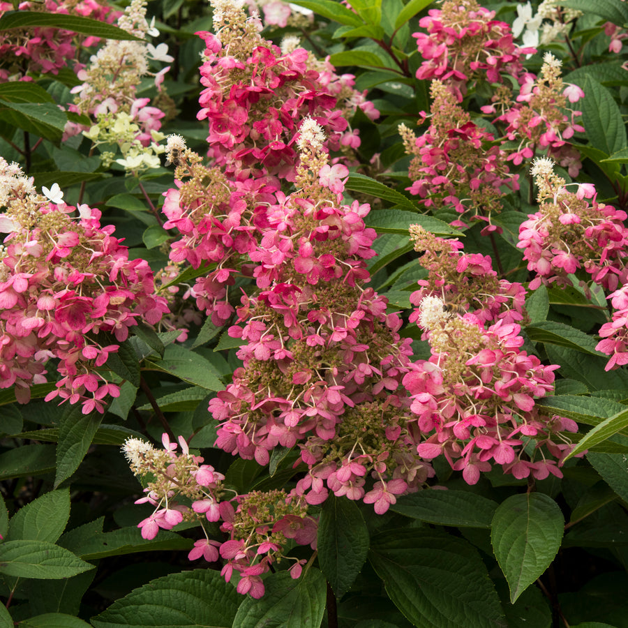 Hydrangea paniculata 'Candlelight'