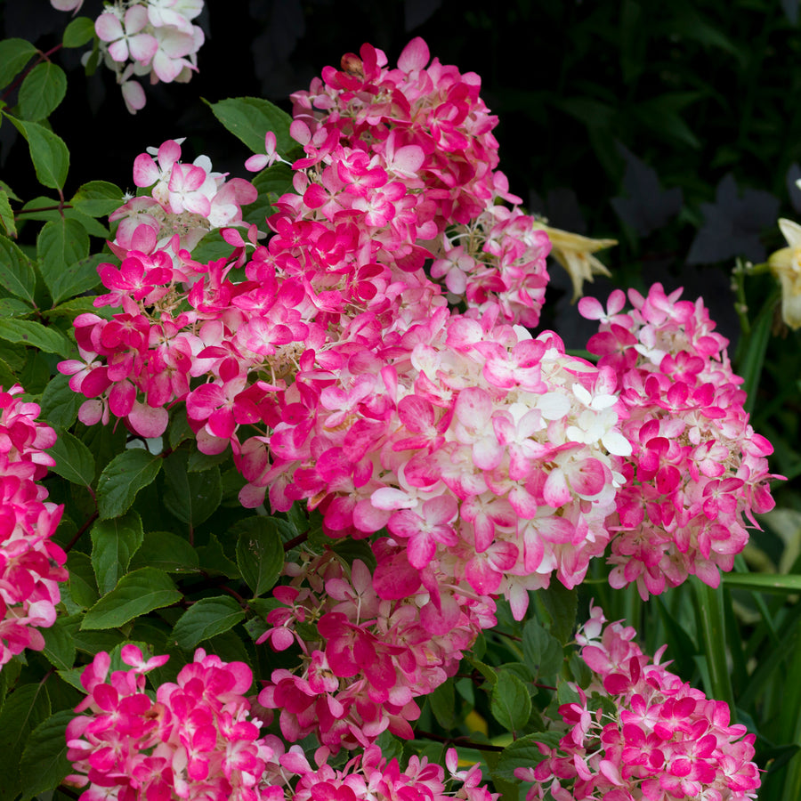 Hydrangea paniculata 'Red Diamond'