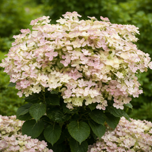 Hydrangea paniculata 'Early Evolution'