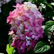Hydrangea paniculata 'Fire Light'®