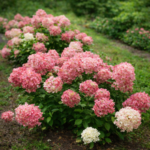 Hydrangea paniculata 'Fire Light Tidbit'®
