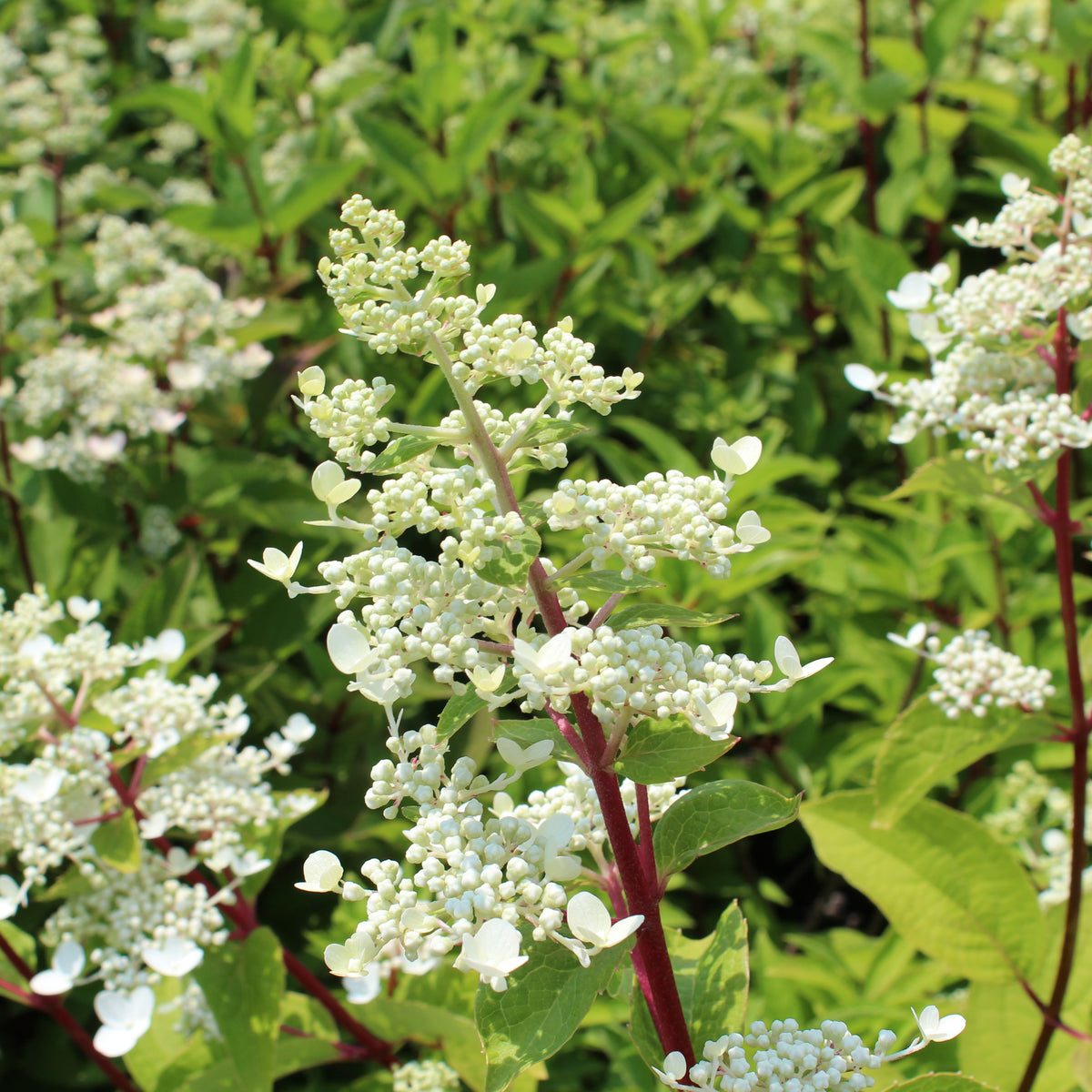 Hydrangea paniculata 'Fire and Ice'