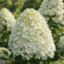 Hydrangea paniculata 'Fresh White'
