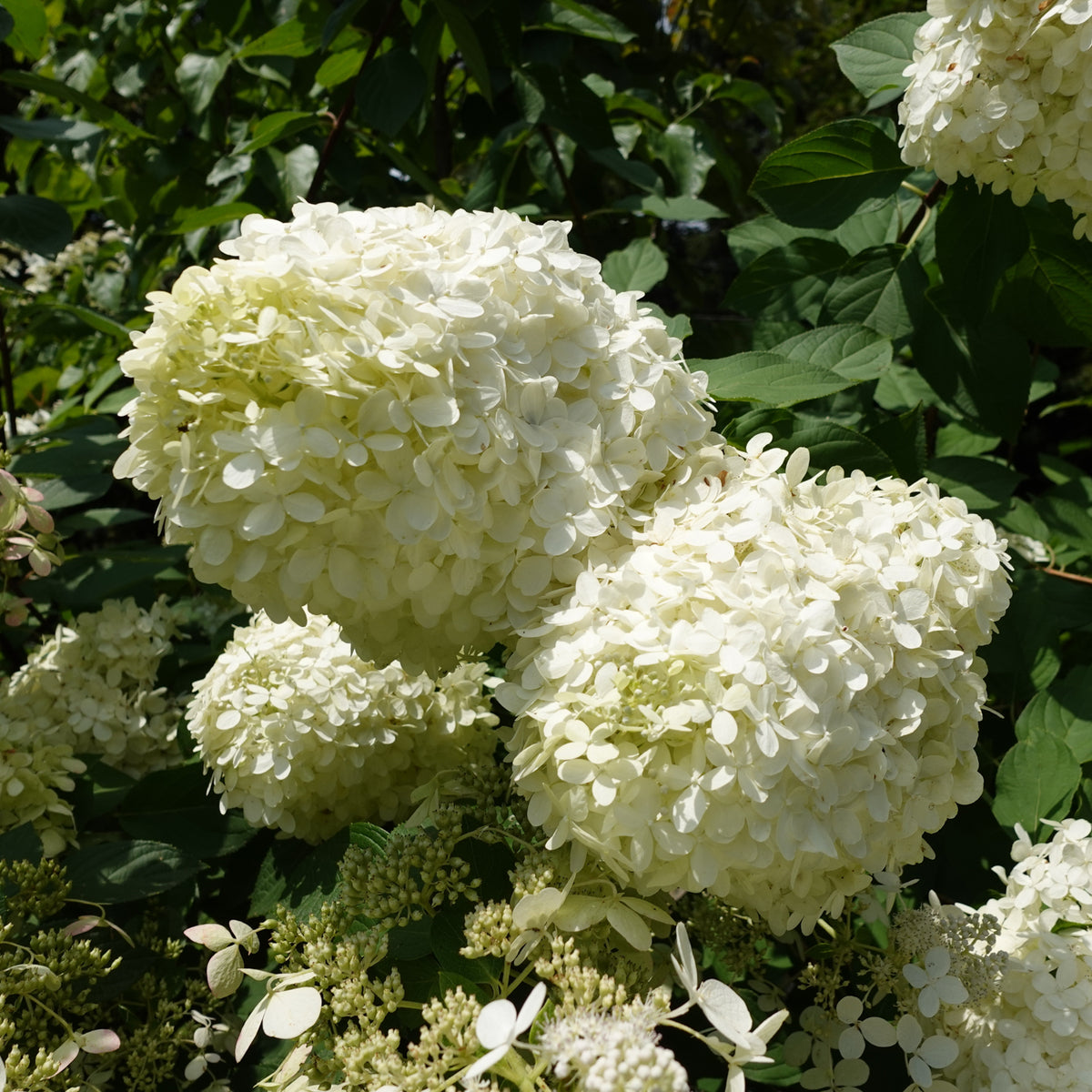 Hydrangea paniculata 'Grandiflora'