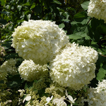 Hydrangea paniculata 'Grandiflora'