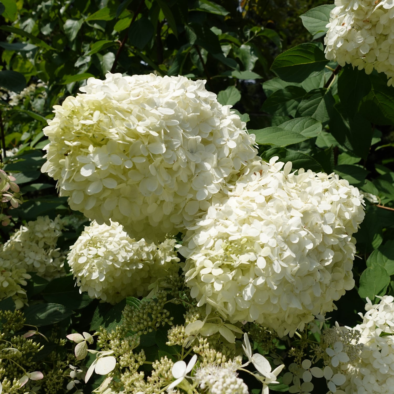 Hydrangea paniculata 'Grandiflora'