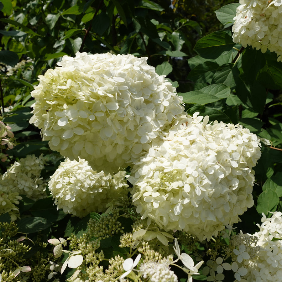 Hydrangea paniculata 'Grandiflora'