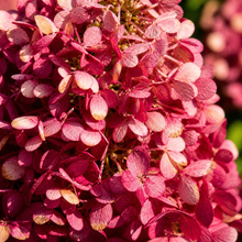 Hydrangea paniculata 'Lavender Bouncy'