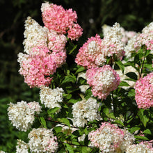 Hydrangea paniculata 'Lavender Candelabra'