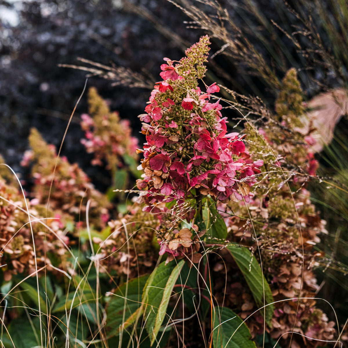 Hydrangea paniculata 'Lavalamp Flare'
