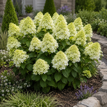 Hydrangea paniculata 'Lime Sparkle'
