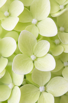 Hydrangea paniculata 'Lime Sparkle'