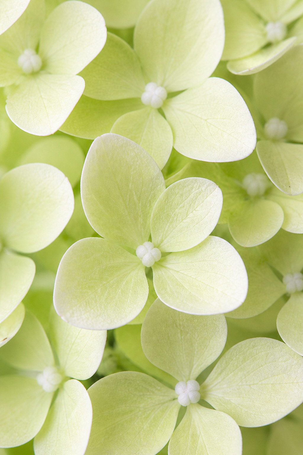 Hydrangea paniculata 'Lime Sparkle'