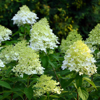 Hortensia paniculé ‘Limelight Prime’ (Hydrangea paniculata)