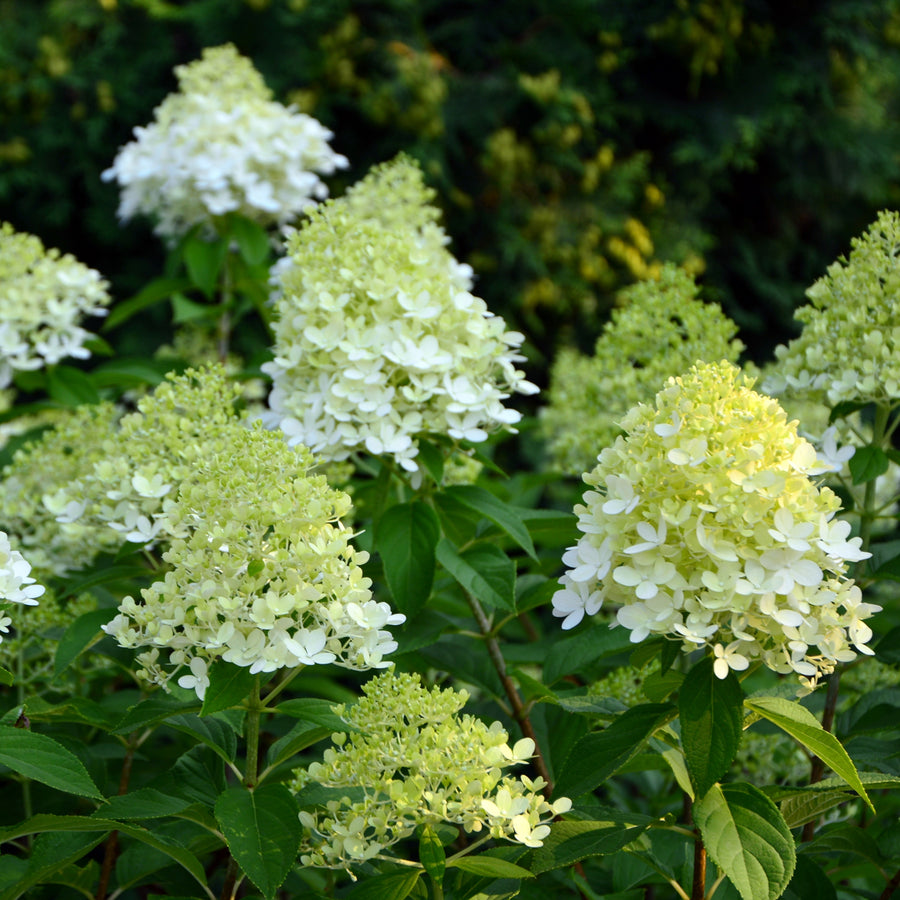 Hydrangea paniculata 'Limelight Prime'®