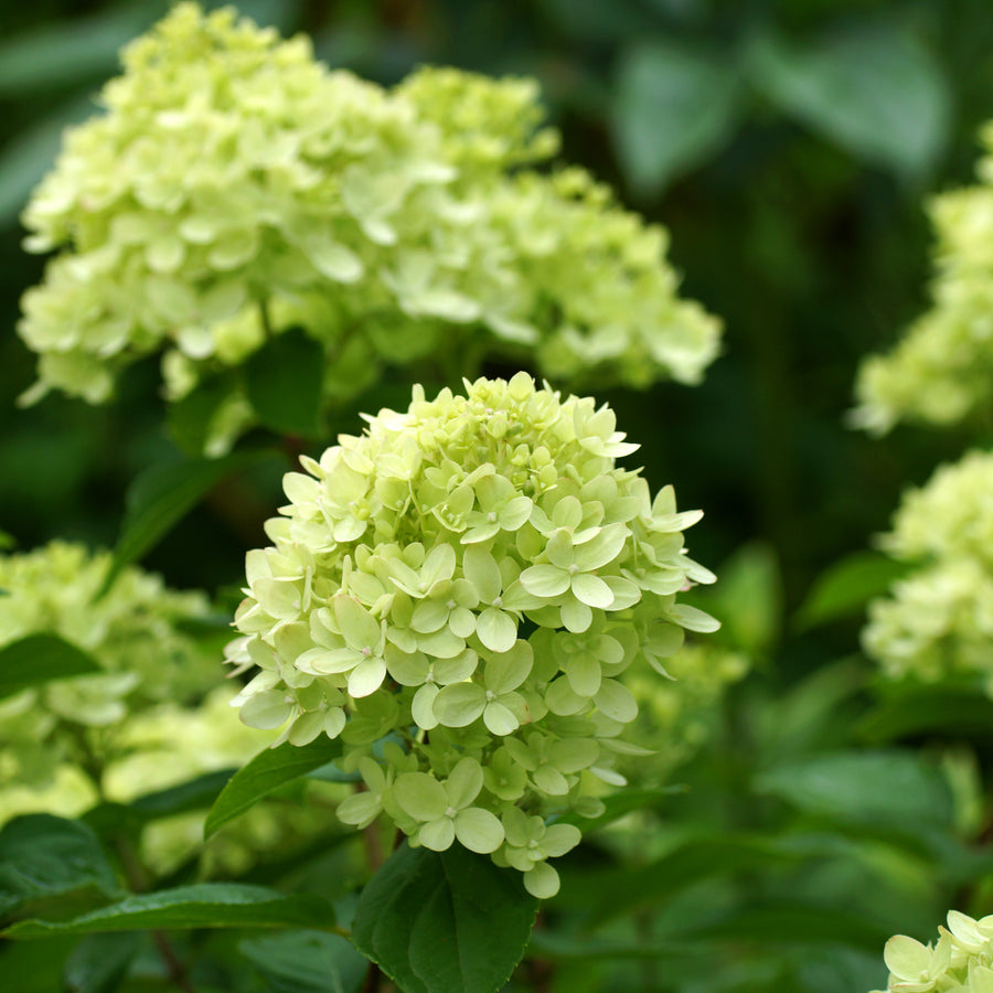 Hydrangea paniculata 'Little Lime'®