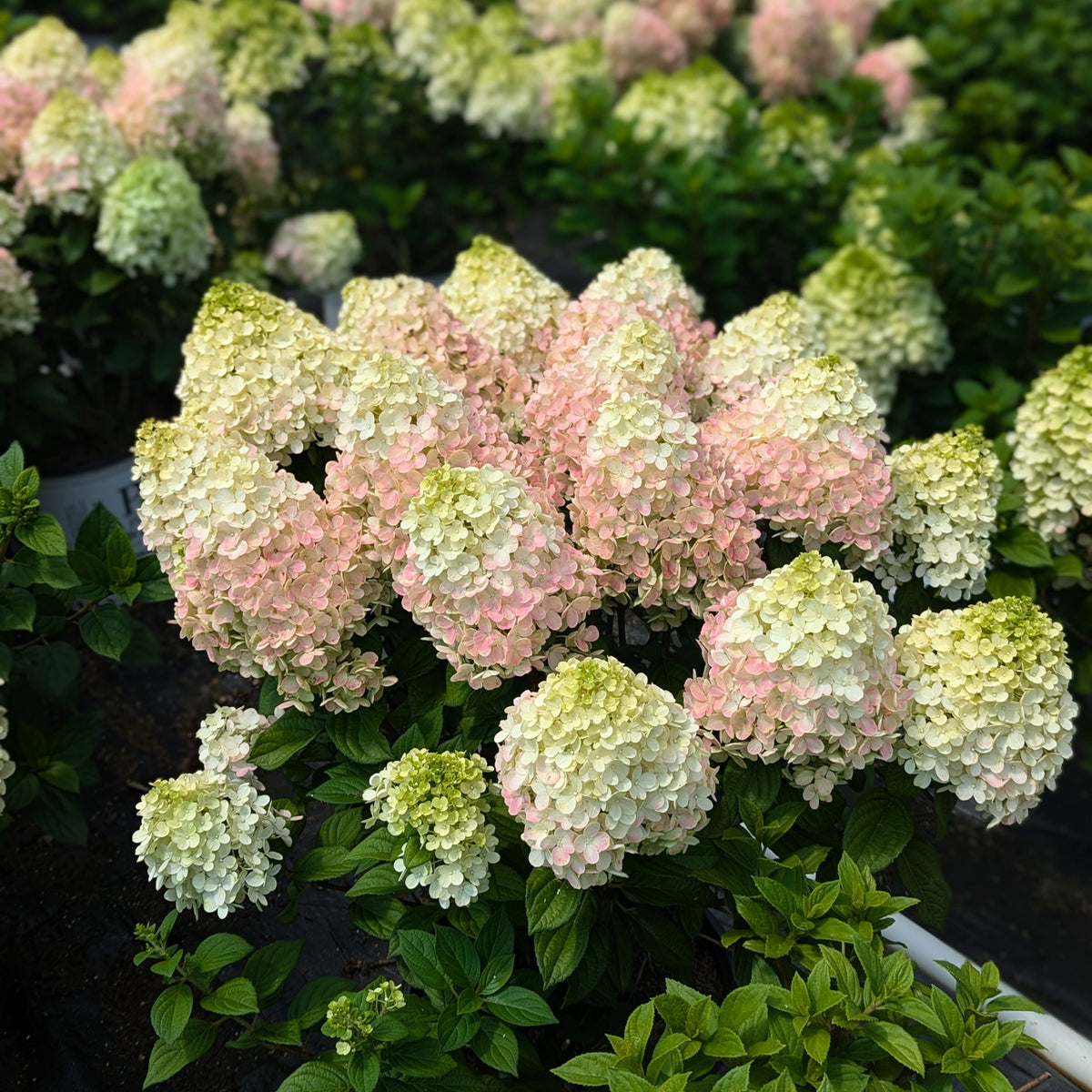 Hydrangea paniculata 'Little Lime Punch'®