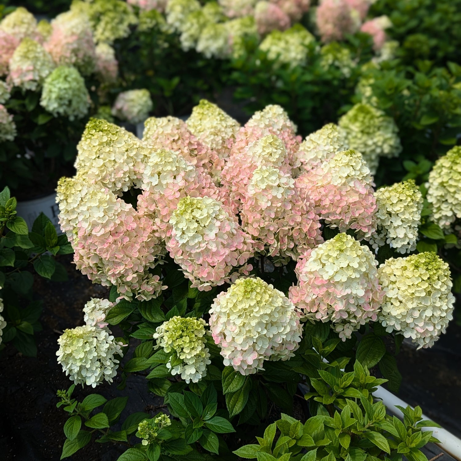 Hydrangea paniculata 'Little Lime Punch'®