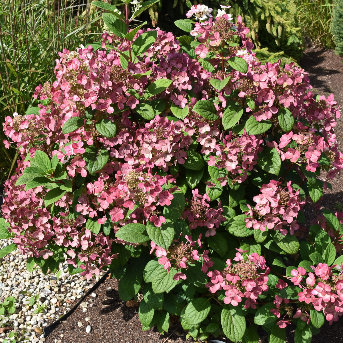 Hydrangea paniculata 'Little Quick Fire'