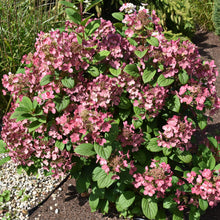 Hydrangea paniculata 'Little Quick Fire'