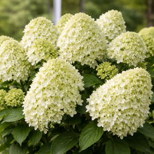 Hydrangea paniculata 'Little Spooky'