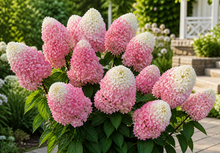 Hydrangea paniculata 'Love-A-Lot'