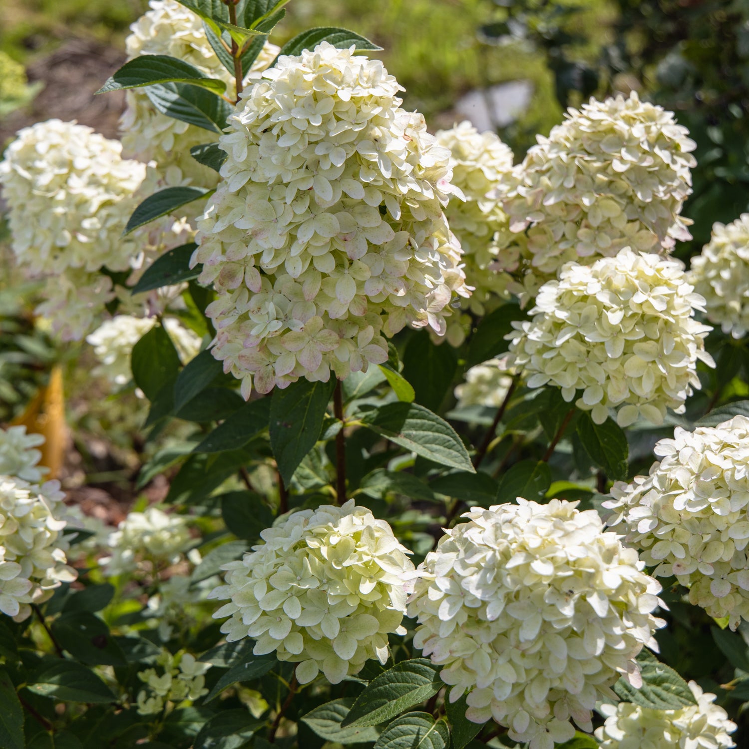 Hydrangea paniculata 'Magical Candle'