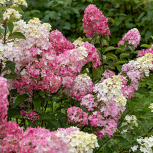 Hydrangea paniculata 'Mega Mindy'