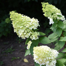 Hydrangea paniculata 'Moonrock'