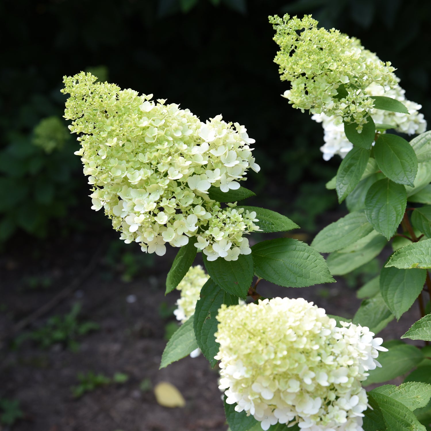 Hydrangea paniculata 'Moonrock'