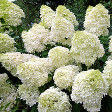 Hydrangea paniculata 'Phantom'