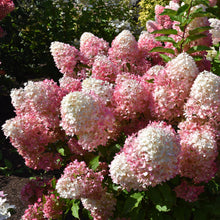 Hydrangea paniculata 'Pillow Talk'