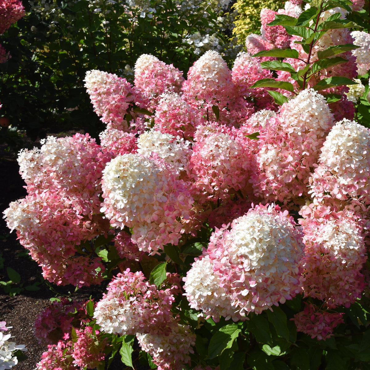 Hydrangea paniculata 'Pillow Talk'