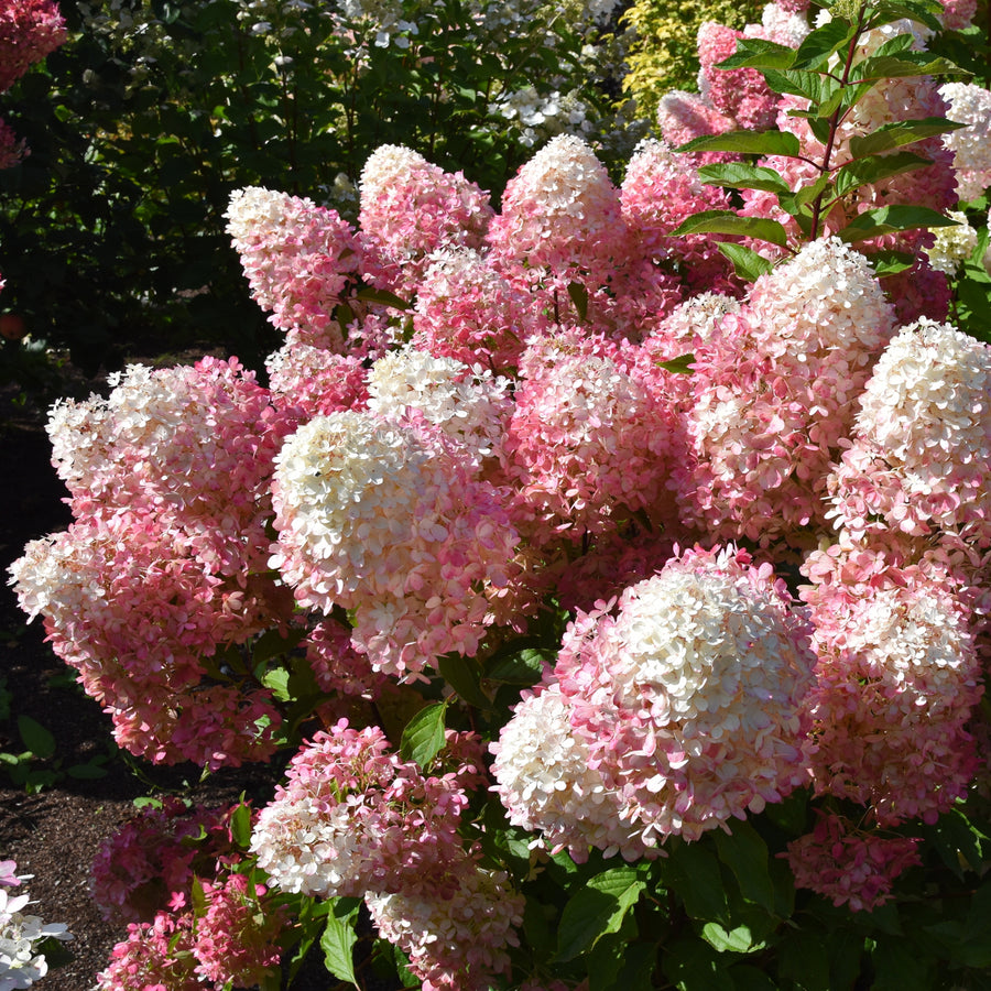 Hydrangea paniculata 'Pillow Talk'
